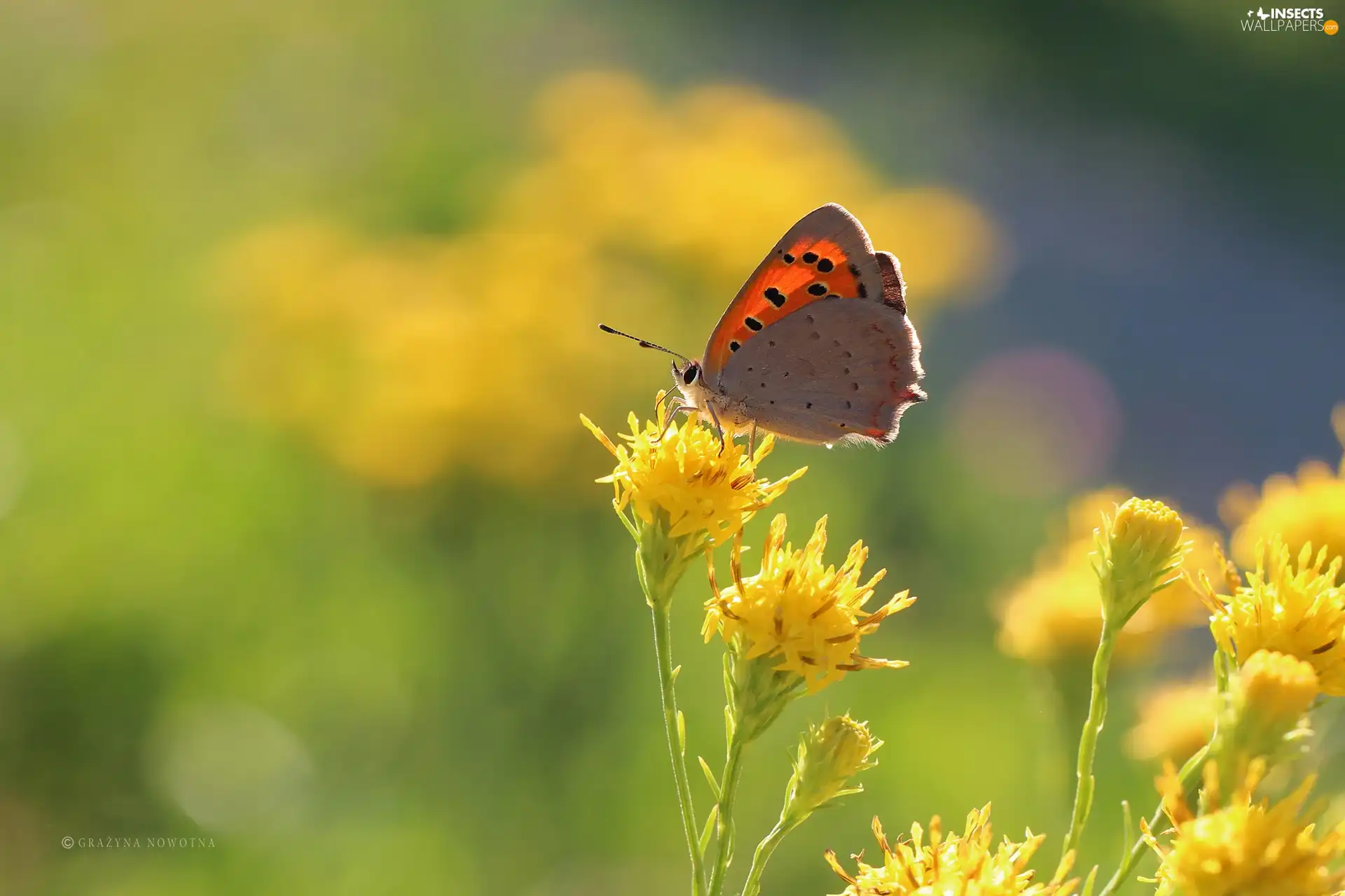 Yellow, Flowers, butterfly, Insect, Lycaena