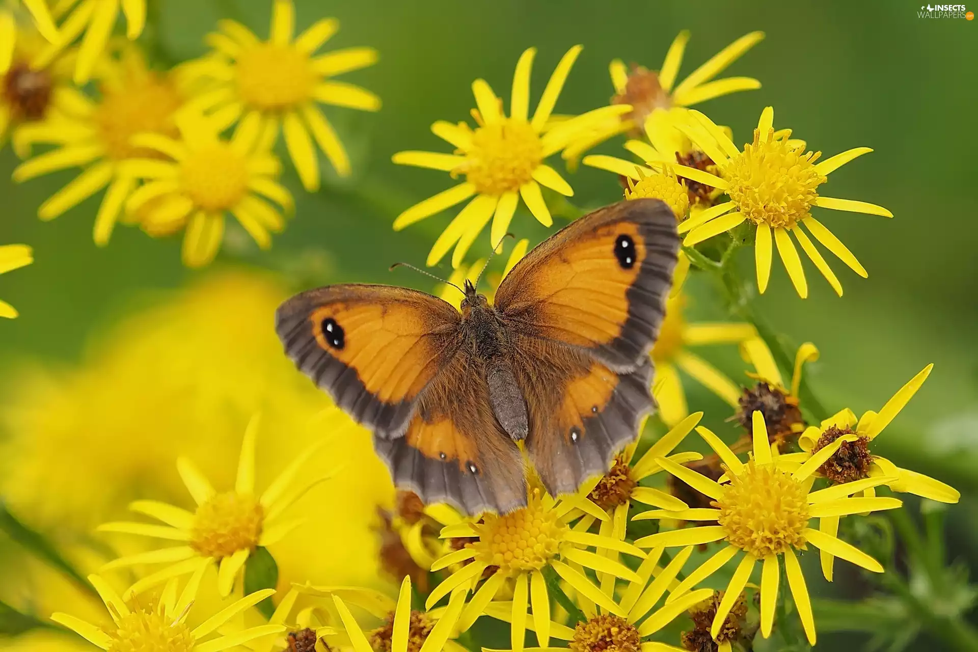 butterfly, Yellow, Flowers, Coenonympha Pamphilus