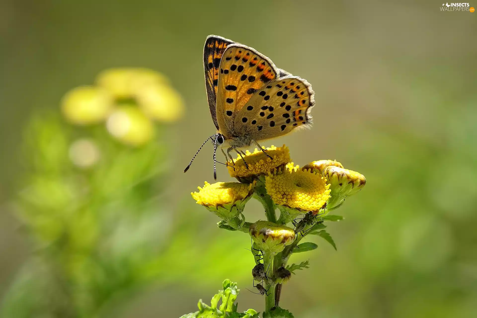 butterfly, Yellow, Flowers, Lycaena Tityrus