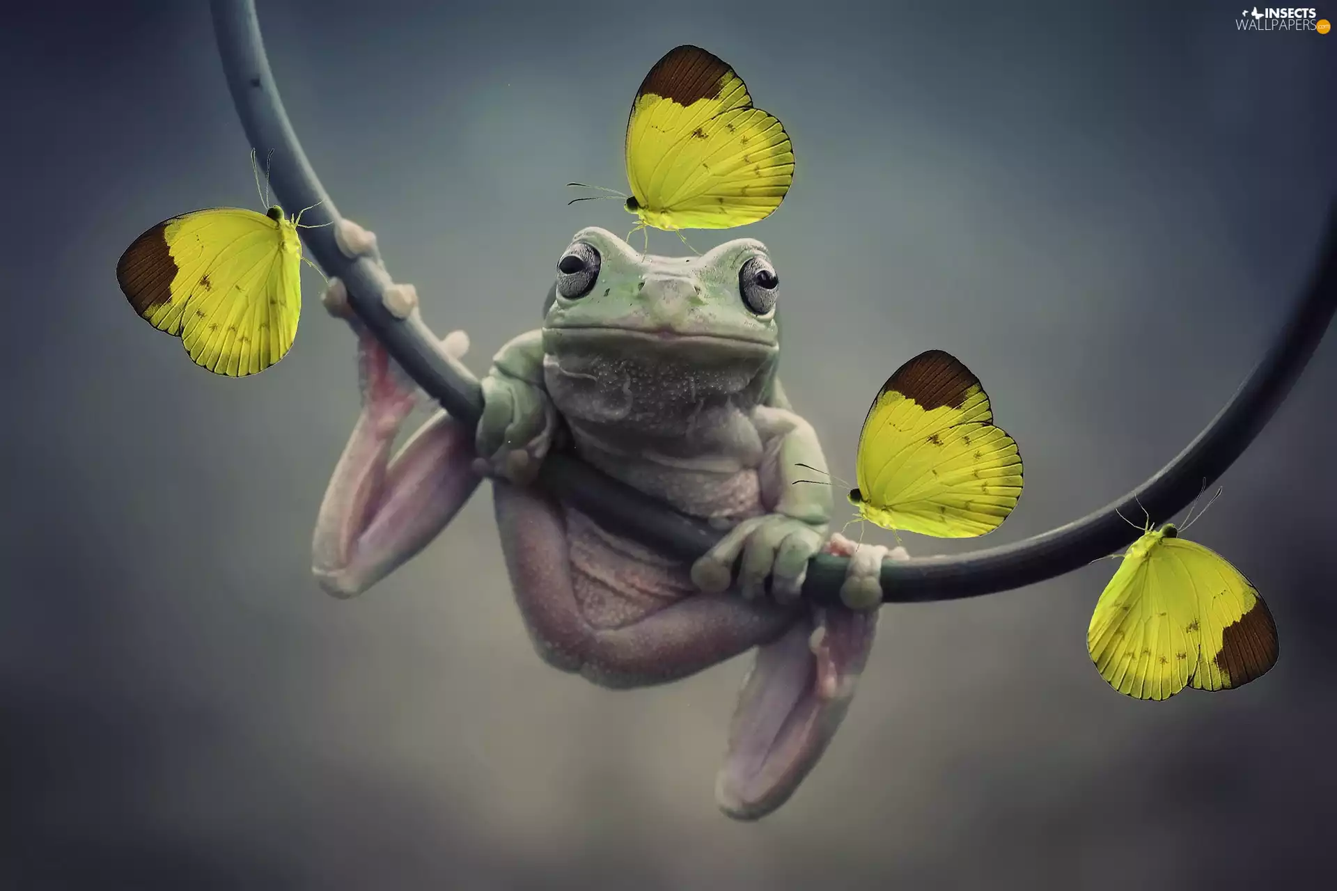 butterflies, butterfly, frog, Yellow, strange frog