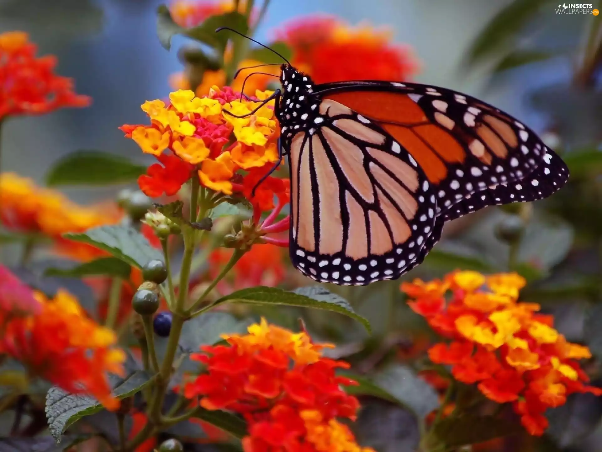 Red, Yellow, monarch, Flowers, butterfly