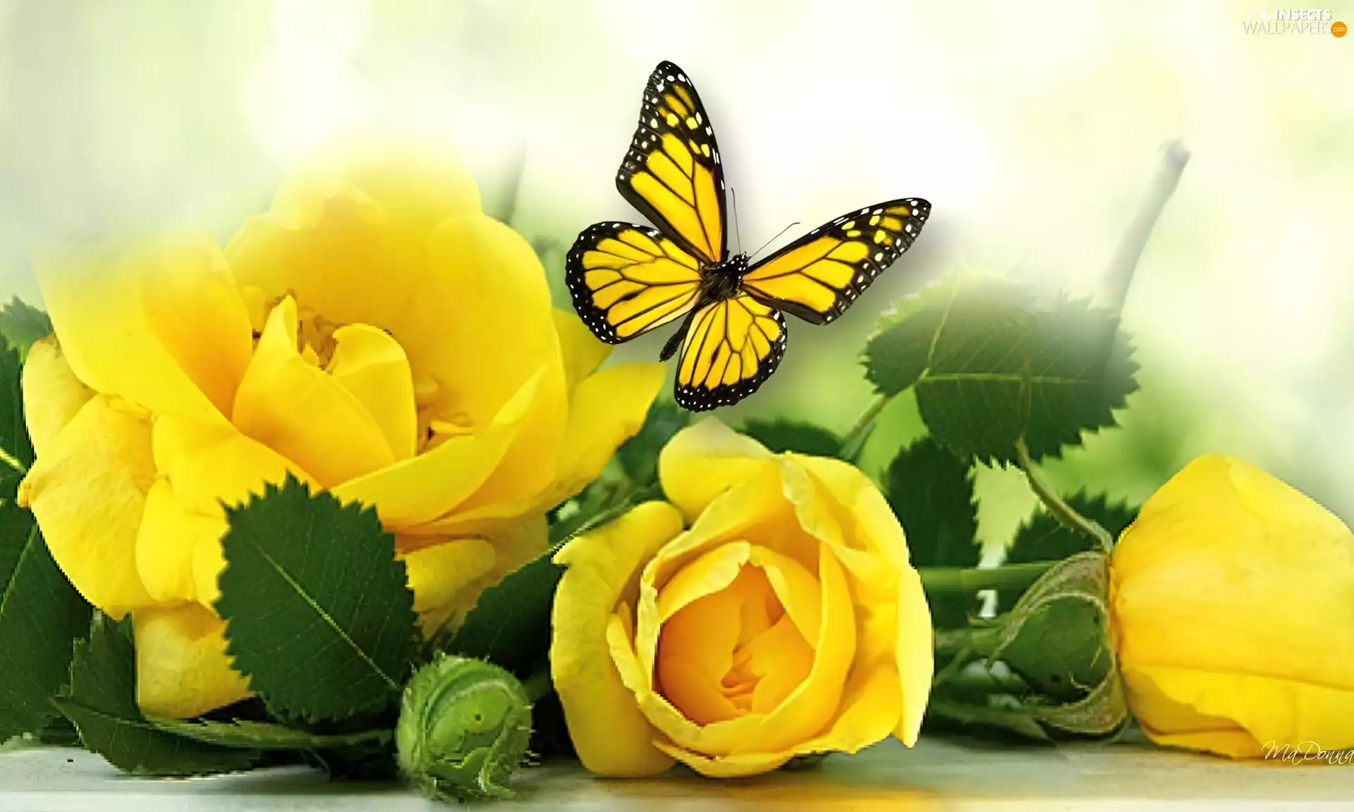roses, Leaf, butterfly, Yellow