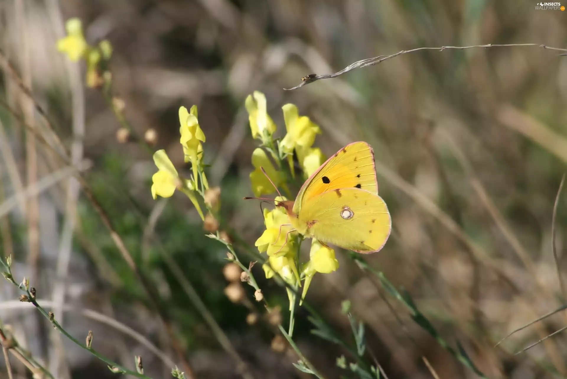 Wildflowers, Flowers, butterfly, Yellow