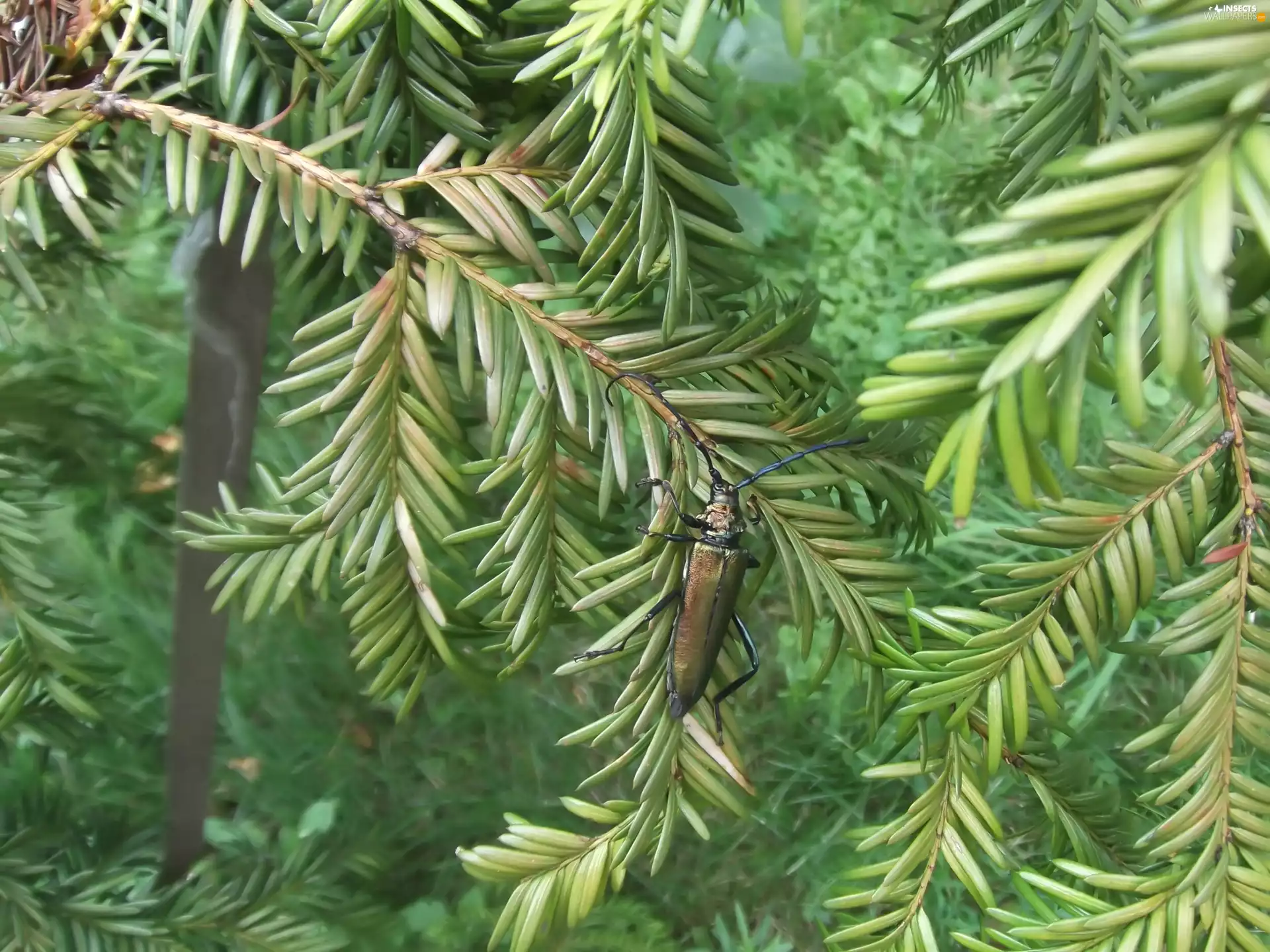 yew, Green, Insect