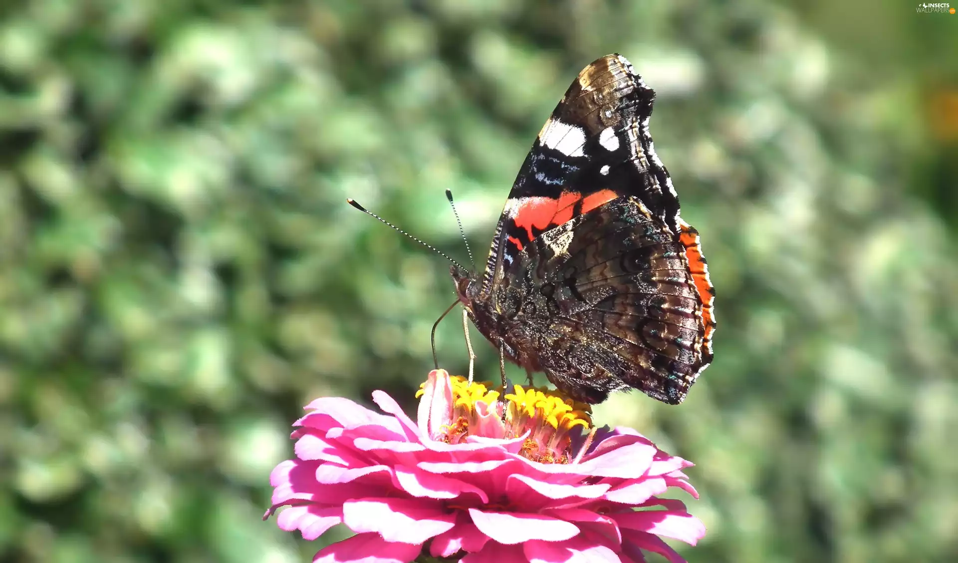 butterfly, Colourfull Flowers, zinnia, Mermaid Admiral