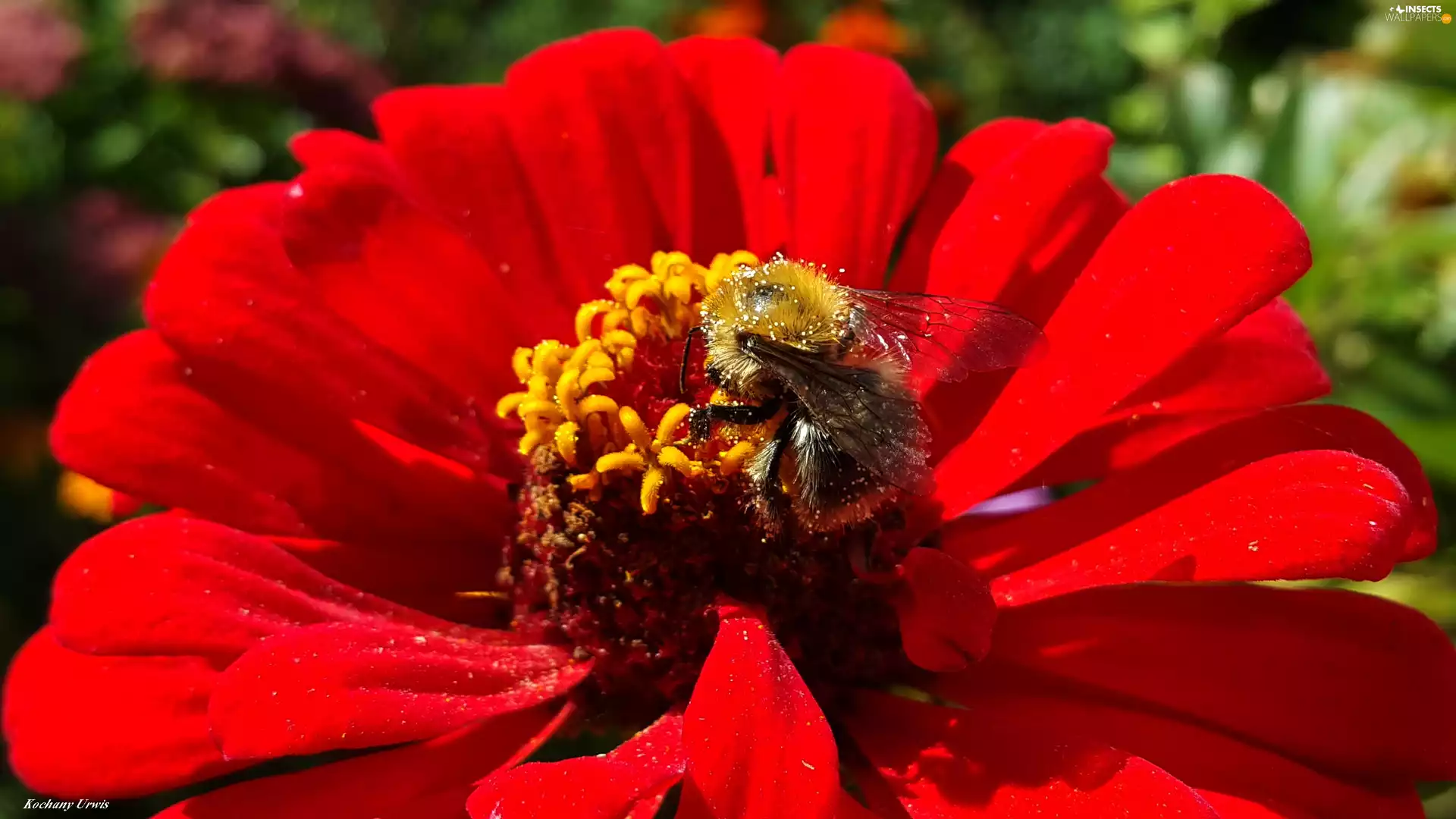 bee, red hot, zinnia