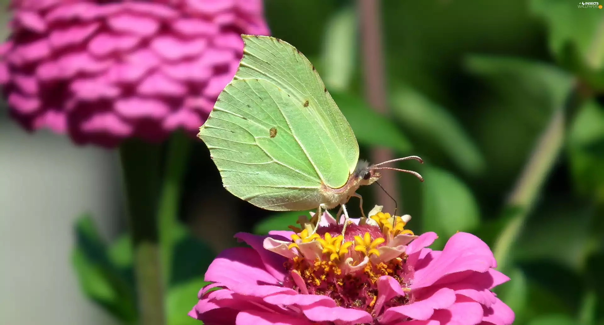 butterfly, Colourfull Flowers, zinnia, Brimstone Butterfly