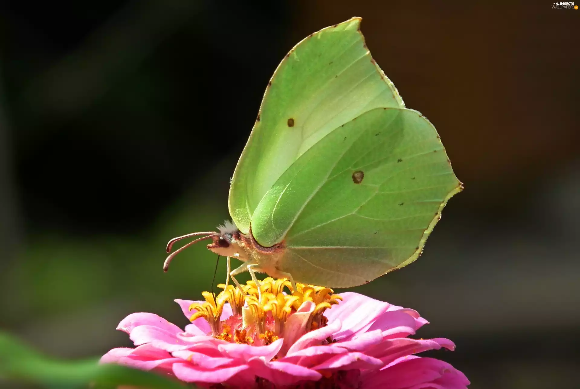 butterfly, Colourfull Flowers, zinnia, Brimstone Butterfly