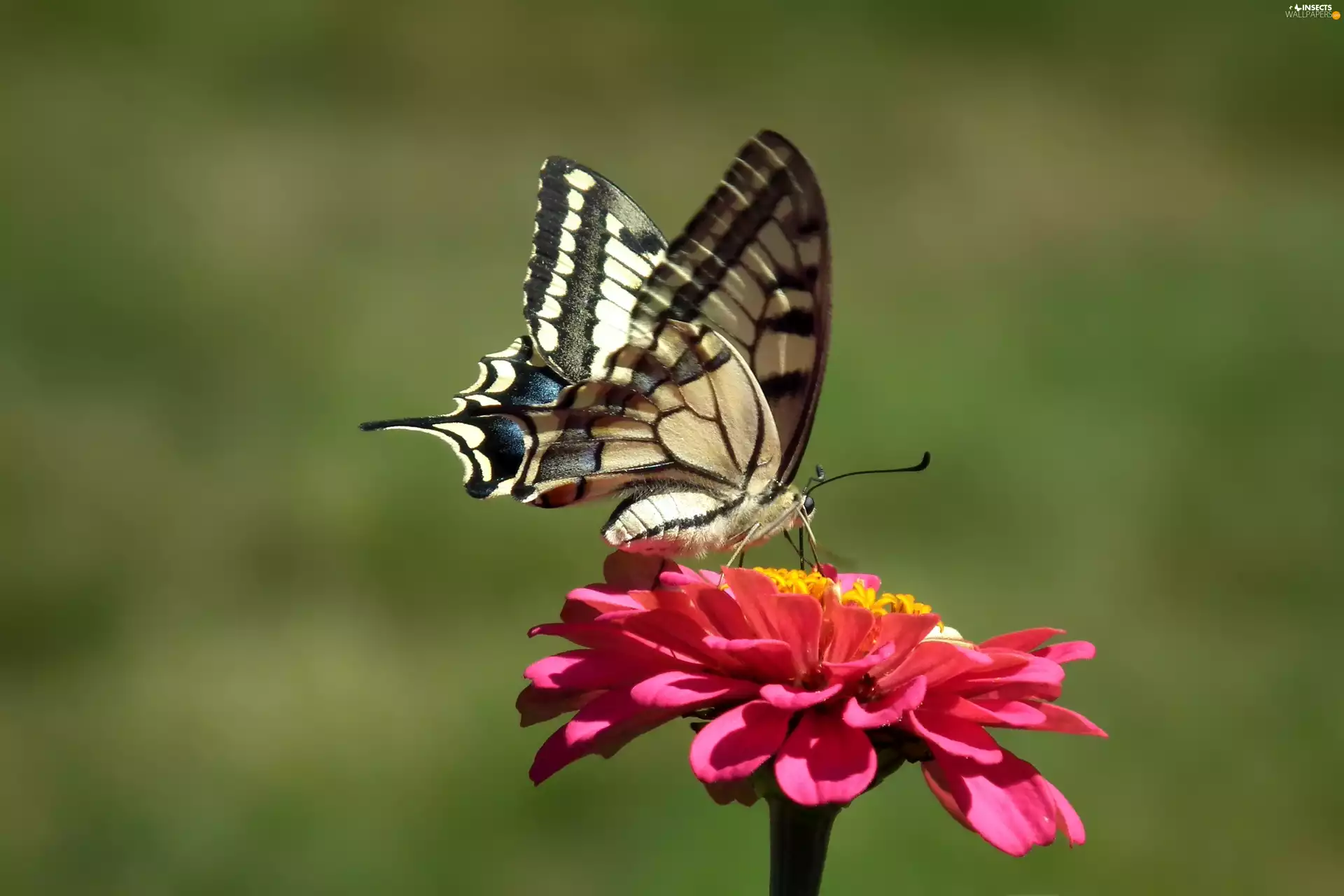 butterfly, Colourfull Flowers, zinnia, Swallowtail Butterfly