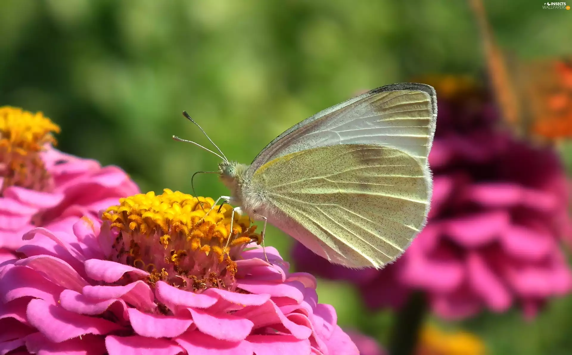 zinnia, butterfly, Cabbage