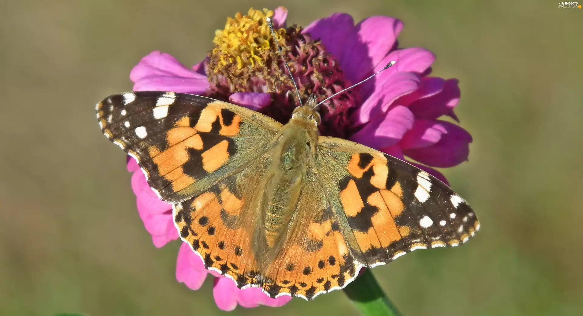 butterfly, Colourfull Flowers, zinnia, Painted Lady