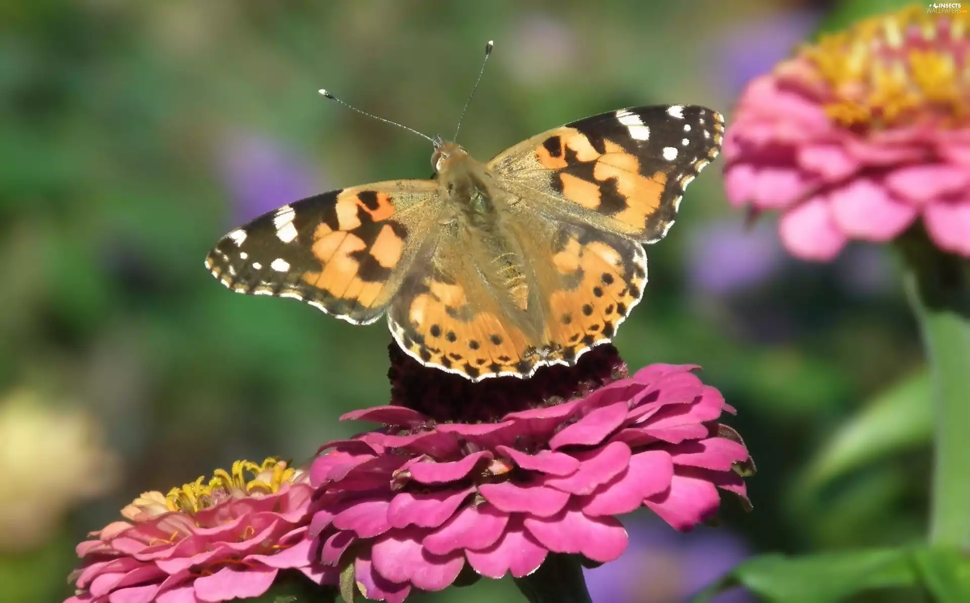 butterfly, Colourfull Flowers, zinnia, Painted Lady