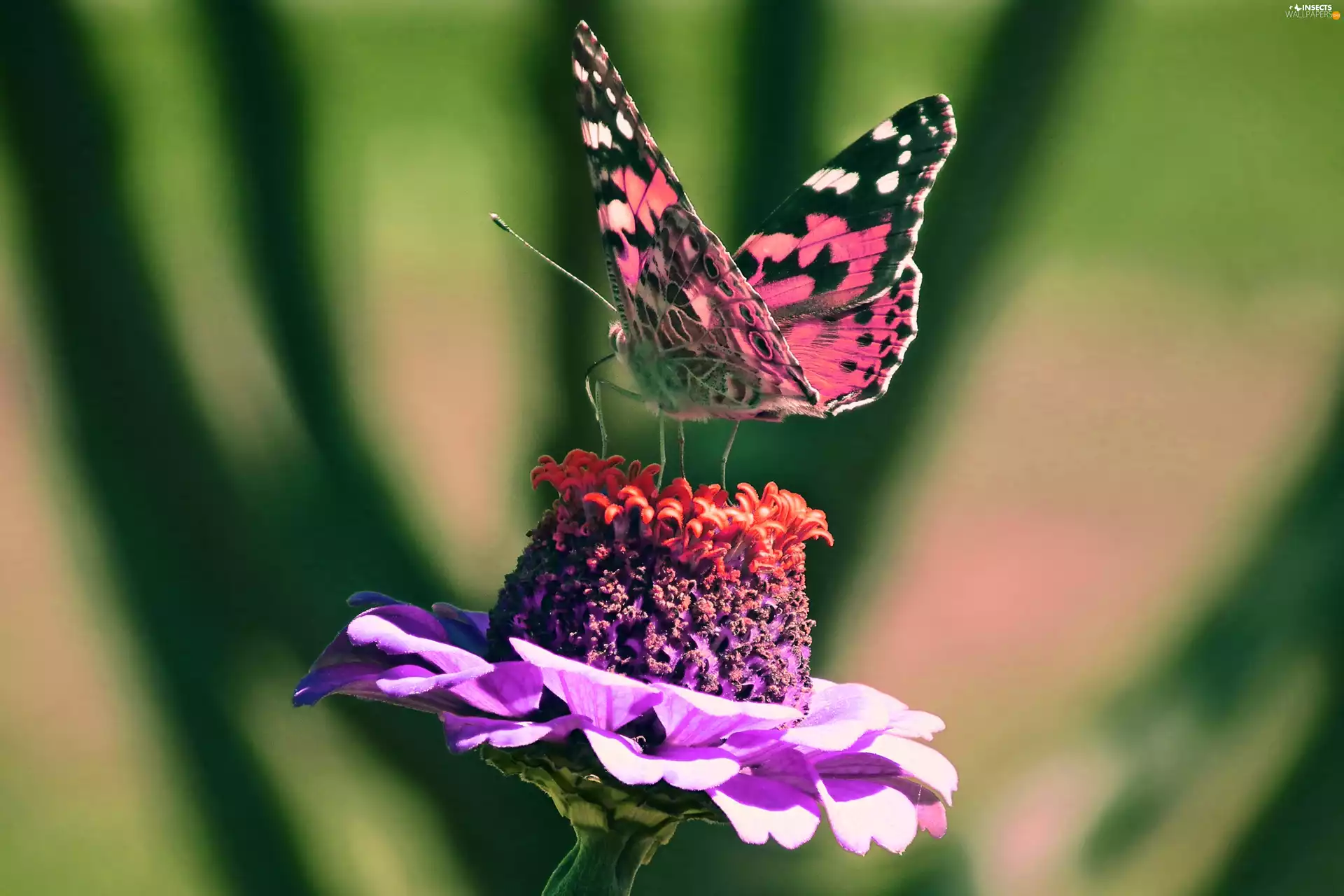 butterfly, Colourfull Flowers, zinnia, Painted Lady