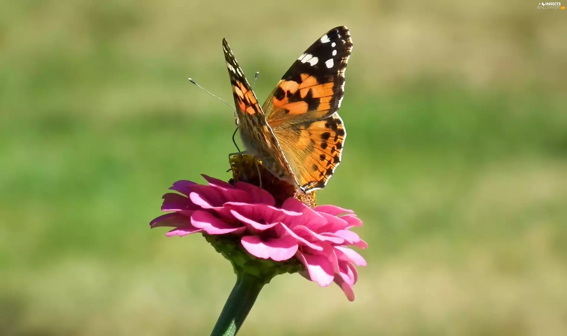 butterfly, Colourfull Flowers, zinnia, Painted Lady