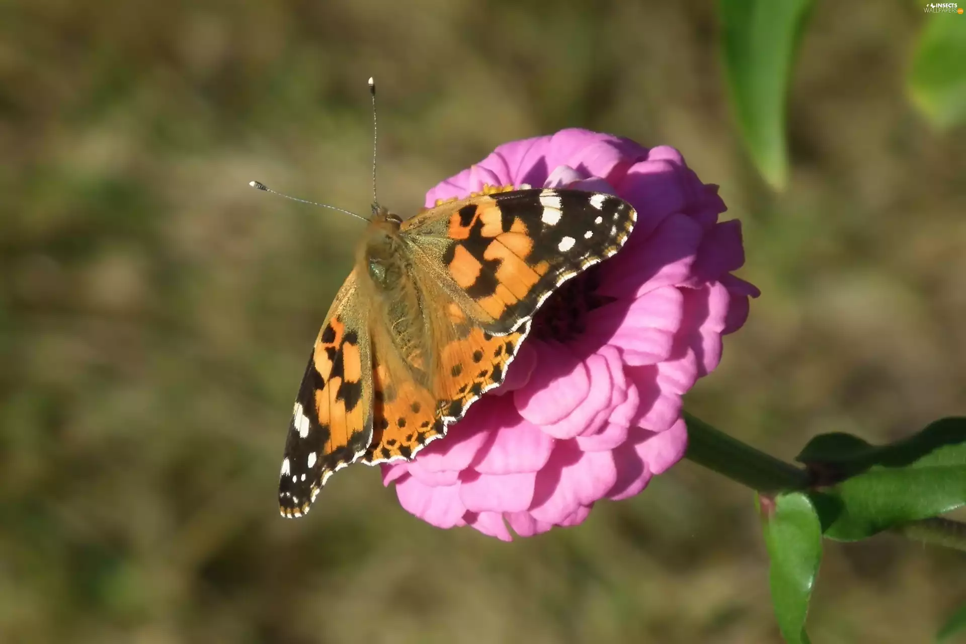 butterfly, Colourfull Flowers, zinnia, Painted Lady