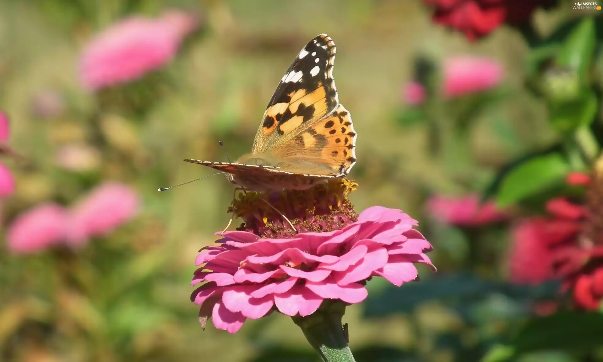 butterfly, Colourfull Flowers, zinnia, Painted Lady