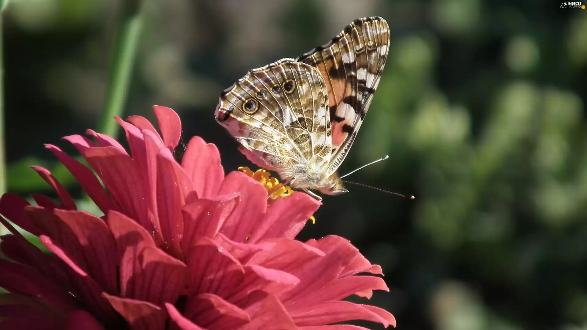 butterfly, Colourfull Flowers, zinnia, Painted Lady