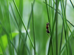 ant, stalk, grass, an