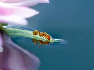 Close, Colourfull Flowers, ant
