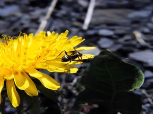 Colourfull Flowers, Insect, ant