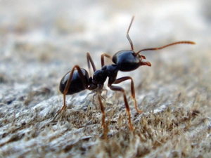 ant