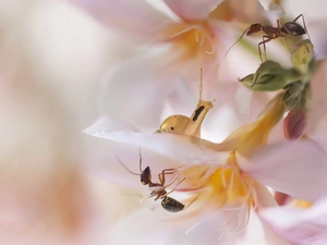 Flowers, snail, rapprochement, ants