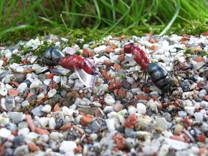 ants, Pebble