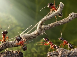 ants, twig