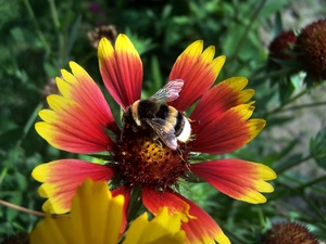 gaillardia aristata, dumbledor, Colourfull Flowers