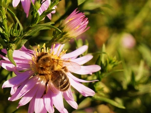 Aster, bee