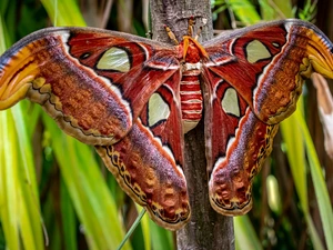 wings, moth, Attacus Atlas