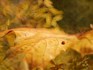 Yellow, leaf, ladybird, Autumn