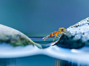background, ant, Blue