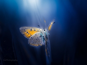 blurry background, butterfly, Dusky