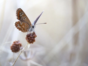 plant, butterfly, fuzzy, background, Macro, Dusky Icarus