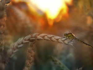 corn, west, fuzzy, background, dragon-fly, sun