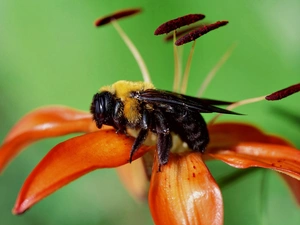background, bee, Lily