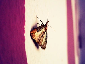background, moth, purple