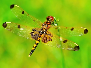 Beauty, dragon-fly