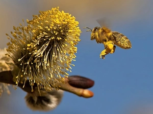 bee
