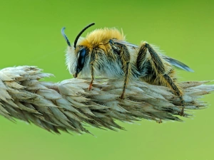 bee