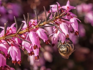 Close, Winter Heath, bee
