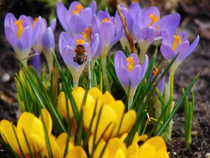 bee, color, crocuses