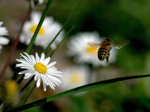 bee, daisies