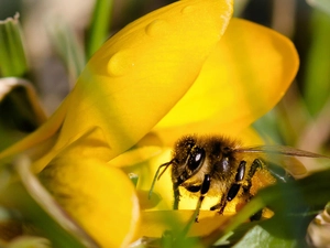 bee, Colourfull Flowers