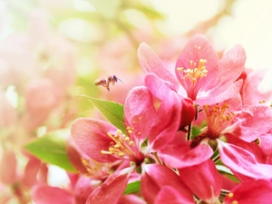 bee, Flowers, Flowers