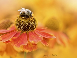 blur, Close, Helenium, bee, Colourfull Flowers