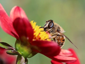 bee, Red, Flowers