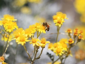 bee, Yellow, Flowers