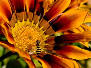 bee, Flower, Gazania